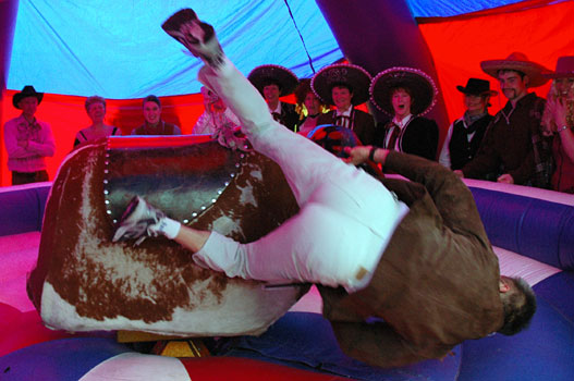Rodeo Bull - Sigi