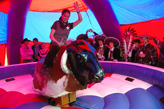 Rodeo Bull - Tracy