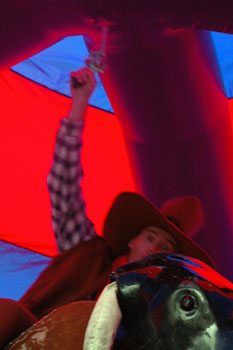 Rodeo Bull - Dan